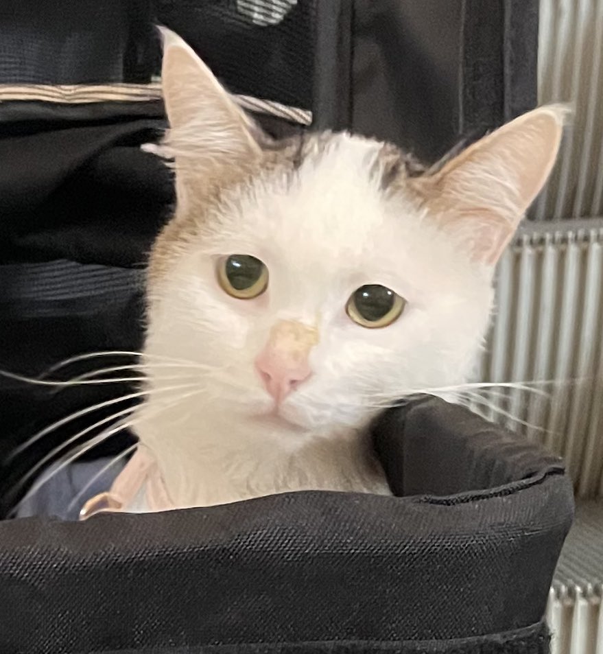 Artık açığa çıktığımıza göre paylaşmak zorundayım. Kiki ve Yuki nüfus artışını önlemek, kadınların çocuk yapmasını engellemek için gönderilmiş 2 Amerikan ajanı kardeş.  Siz onların tatlı yüzlerine kandınız…..