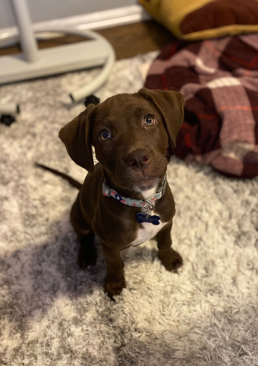 DancinDaveMcKay's tweet image. My wife works from home and since Jewel passed in March, she said it&apos;s too quiet in the house during the day. Obviously, not a problem when I&apos;m home. I wouldn&apos;t say I gave in, because look at this face! Everybody, meet our new girl puppy, Kona! #germanshorthairedpointer