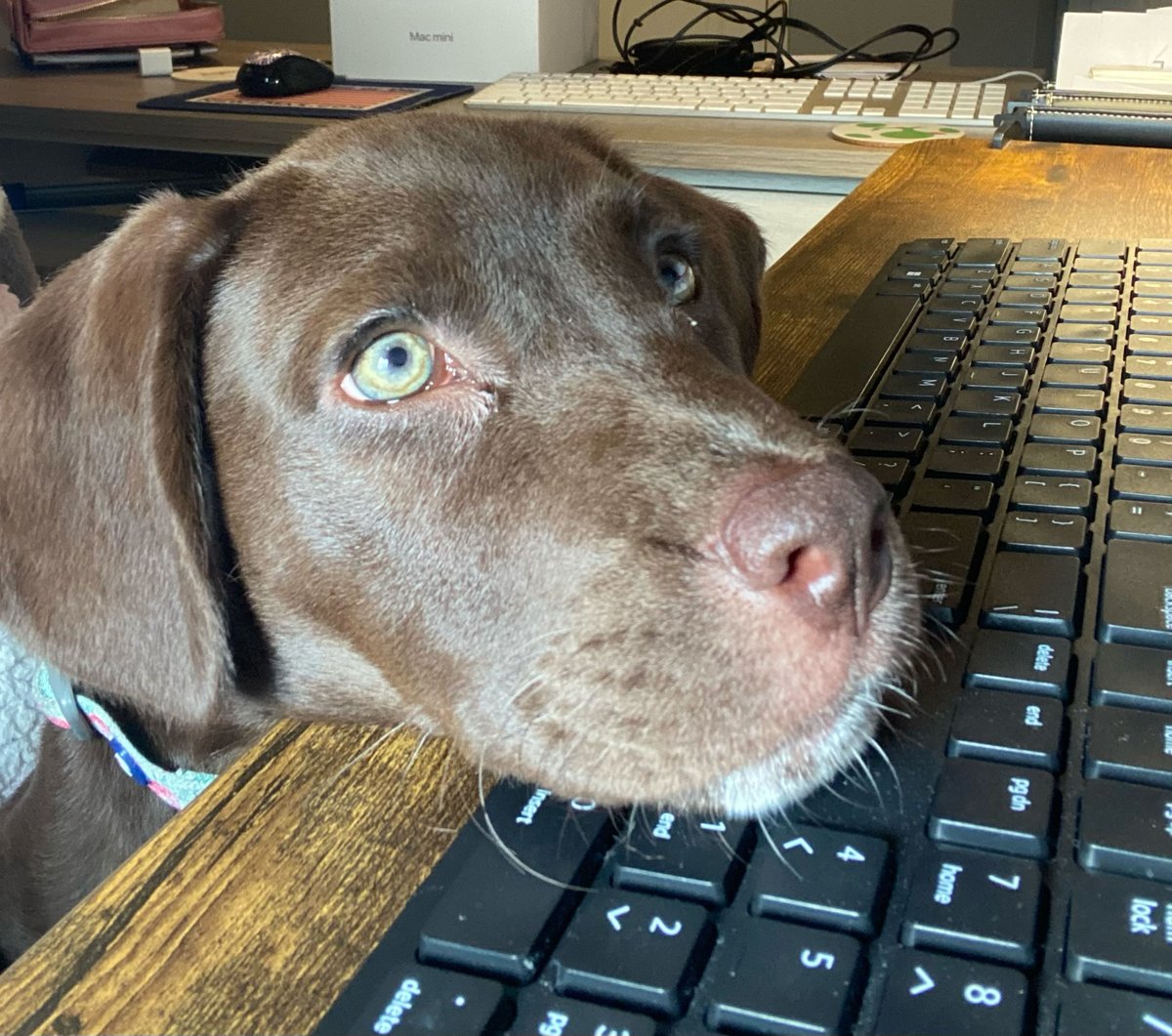 DancinDaveMcKay's tweet image. My wife works from home and since Jewel passed in March, she said it&apos;s too quiet in the house during the day. Obviously, not a problem when I&apos;m home. I wouldn&apos;t say I gave in, because look at this face! Everybody, meet our new girl puppy, Kona! #germanshorthairedpointer