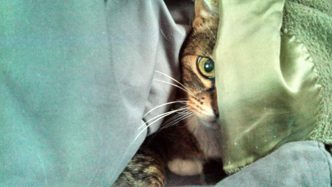 Tallpaulmagic's tweet photo. @Matt_Pinner Virgil. The best and most loving kitty in the universe, past, present, and future. She passed 12 years ago and is still the lock screen on my phone. 😢 https://t.co/W8YI6h0UsD