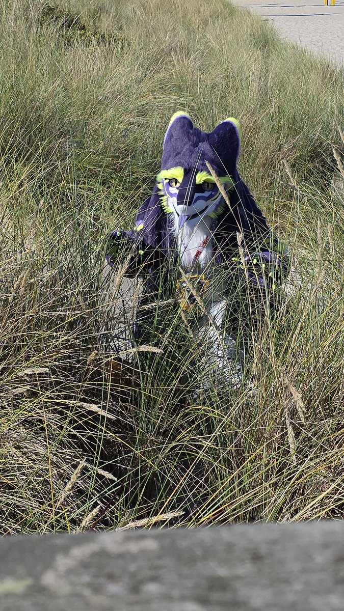 Blending in? Never heard of ^^

🎞️🪡 <a href="/whitewingsuits/">Whitewing Creations</a> 

#Sergal #Cheese #Fursuit #Furry #Furryfandom #Fursuiting #FursuitEveryday #FursuitFriday #RFC2025