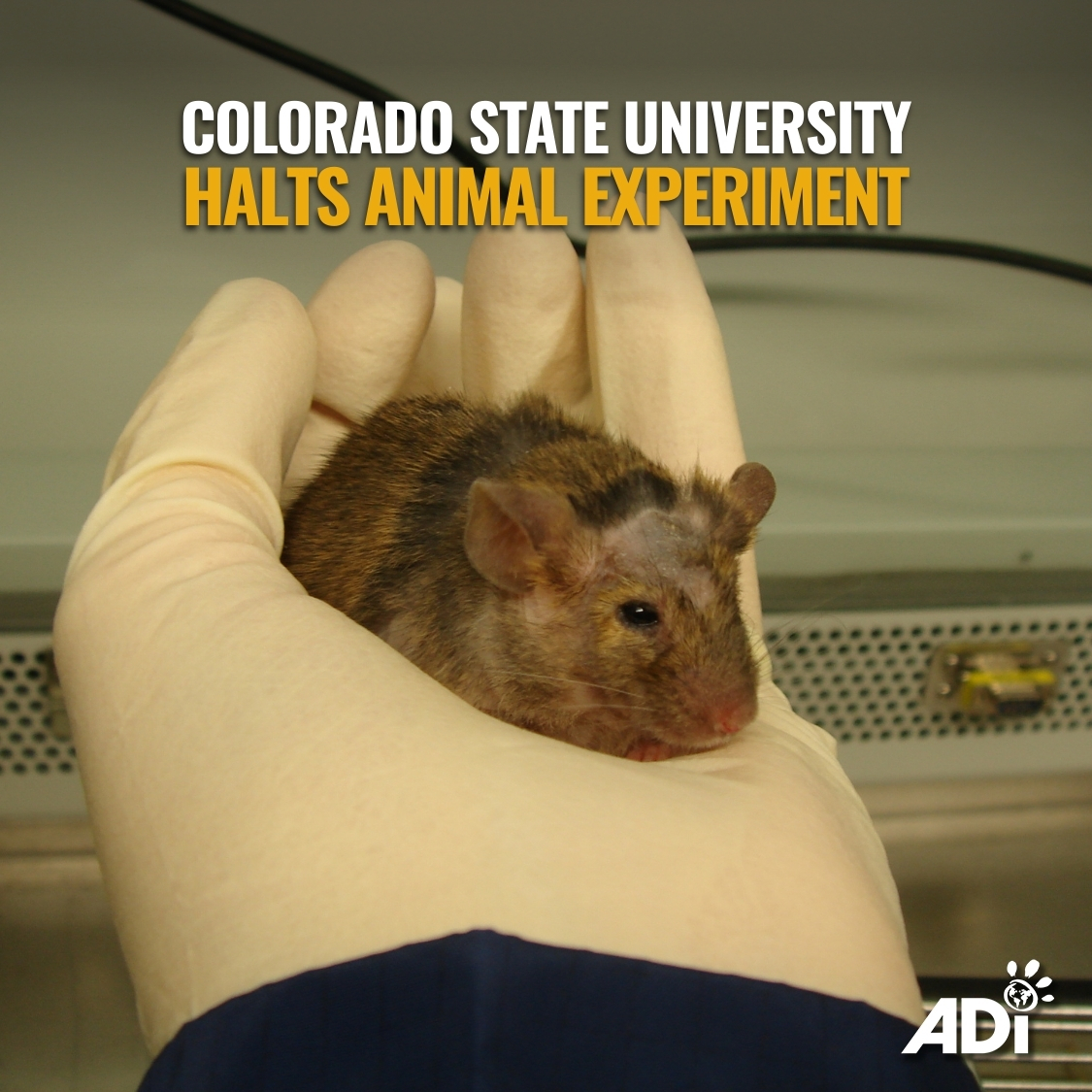 AnimalDefenders's tweet image. Colorado State University has halted an animal experiment that was expected to cost 17,766 animals their lives. Urge CSU to end ALL animal experiments👇
Contact Cass Moseley | Vice President of Research
📨 cassandra.moseley@colostate.edu
📞 970-491-0340
#EndAnimalTesting