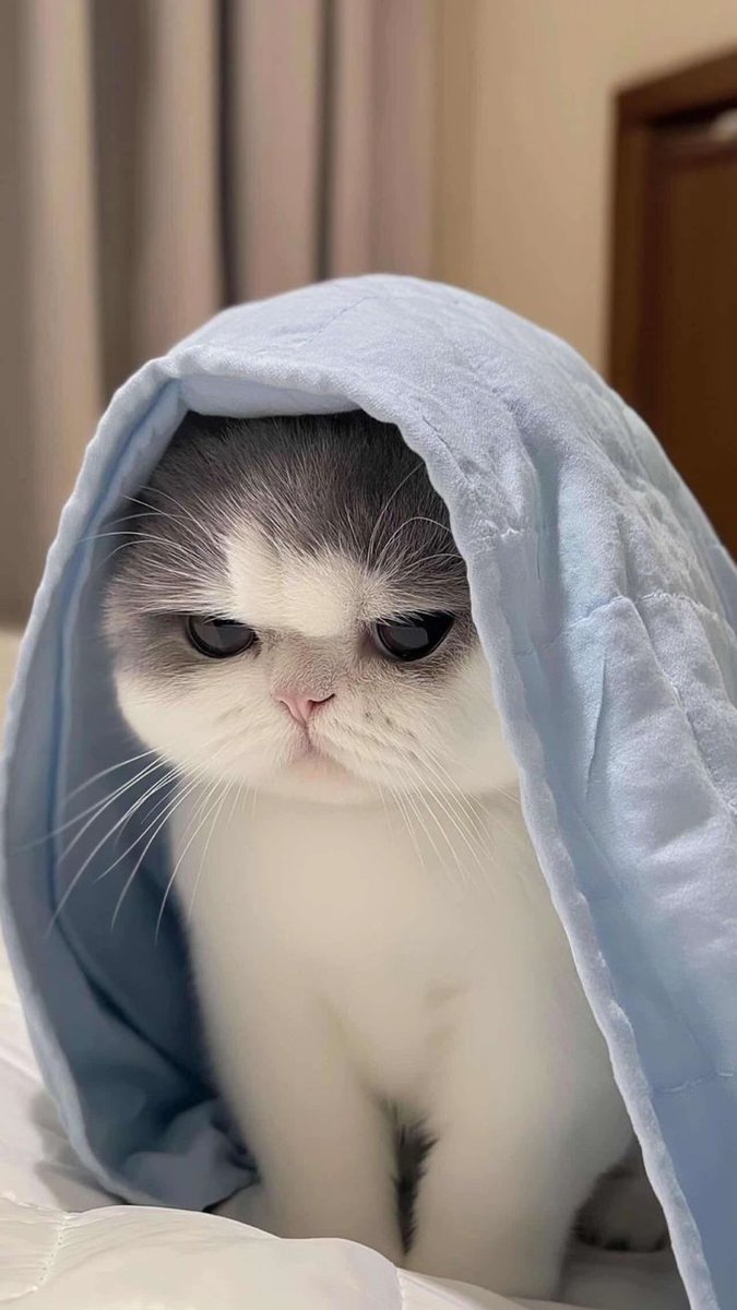 Cute Cats 🐱 (@cutecats_____) on Twitter photo 