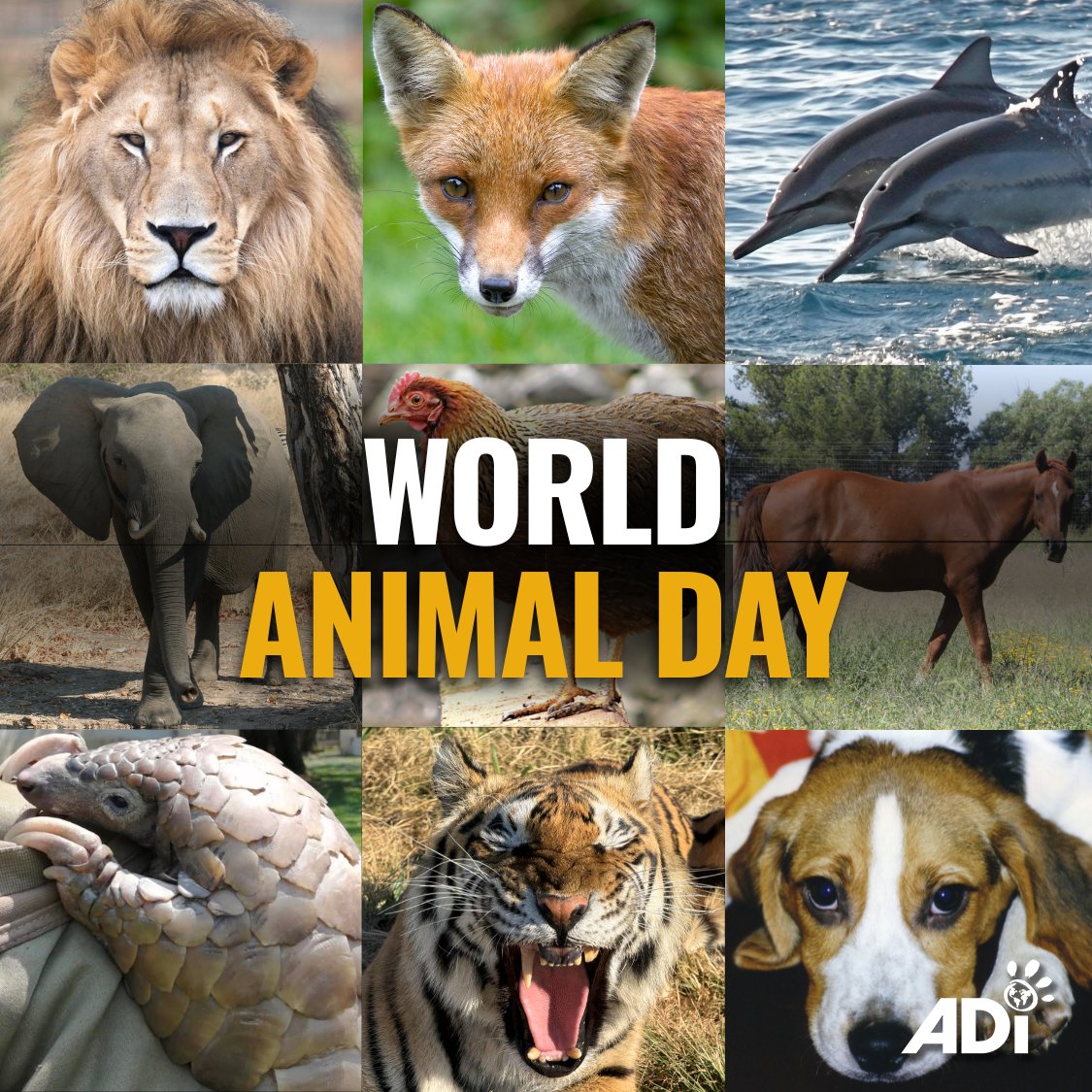 World Animal Day is a global day of awareness to help animals and take action to protect them in captivity and the wild. On this day, we can all do one thing to make a change. Keep informed to help animals.
ad-international.org/emailsignup/