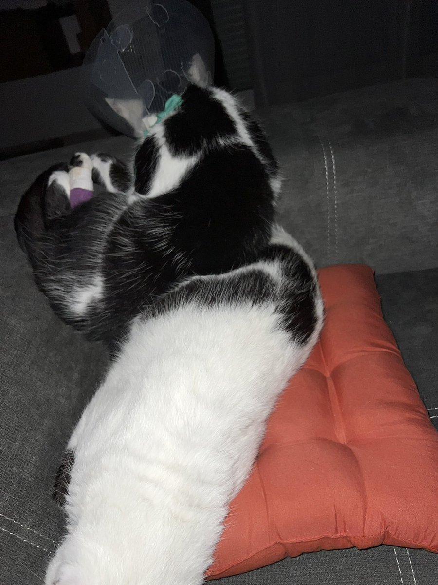Le chat de Schrondinger : superposition d’état quantique 
Mes chats : un tas pas quantique de 2 chats !