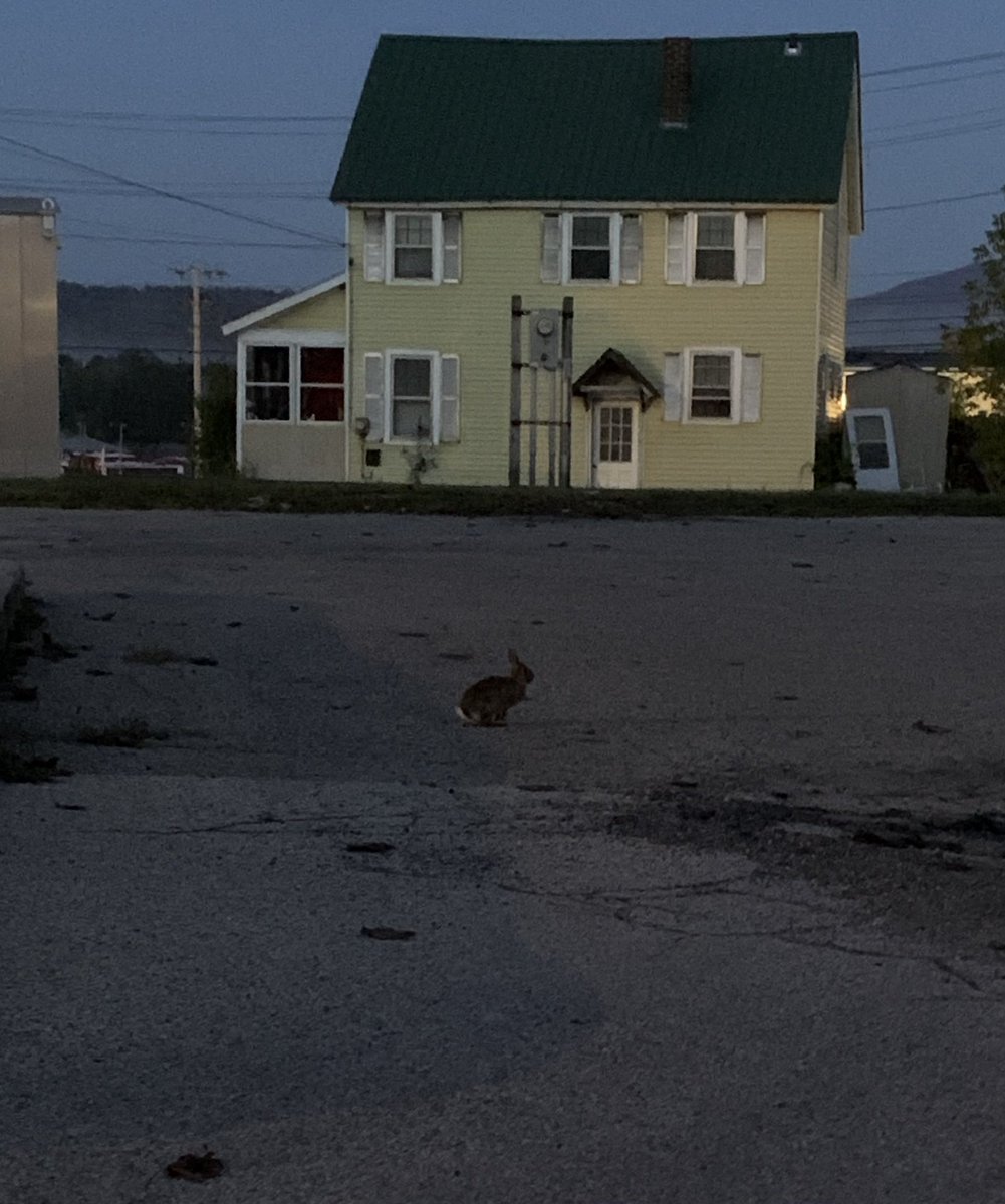 Tim Binnall (@binnall) on Twitter photo An urban bun encountered during a pre-dawn cigarette in Rutland, VT last weekend. An urban bun encountered during a pre-dawn cigarette in Rutland, VT last weekend.