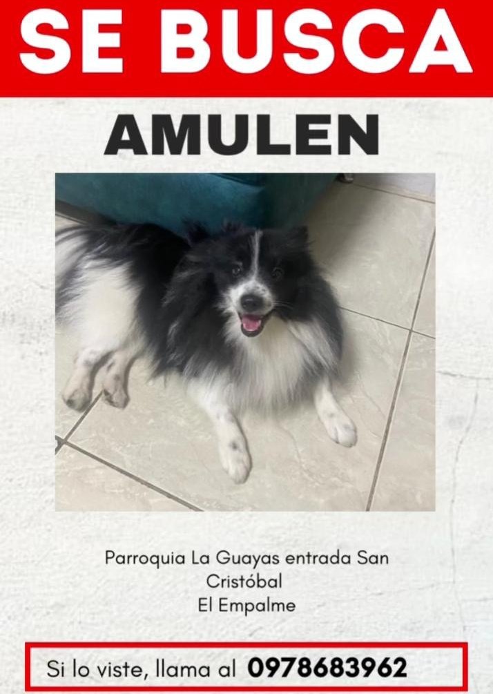 AlertaMePerdi's tweet photo. #PERDIDO #ELEMPALME
Nombre: #AMULEN
Fecha: 29/09/25
Sector: Norte, La Guayas, por la entrada San Cristobal
Sexo: Macho
Raza: Pomerania
Obsv.: Blanco con negro, toda la zona de los ojos negro, línea blanca entre los ojos y el hocico
Contacto: 0978683962
#AlertaMePerdí https://t.co/HceDj0mUpV