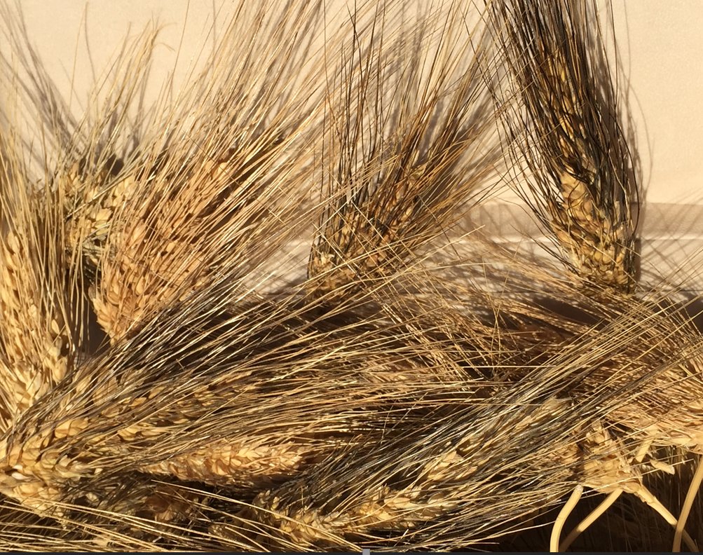 Elinde bu buğdaylardan olan var mı?
Bir avuç bile olsa isteriz. 
Lütfen özelden temasa geçin.

Marmara ve Trakya Bölgesi

Sert türler: Ak başak, Sarı başak, Karabaşak, Akca buğday, Ak susam, Sarı sırım, Çıralı kırmızı, Tunus buğdayı, Arnavut buğdayı, Kunduz

Yumuşak türler: