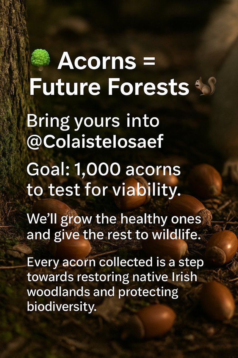 🌱 Another 131 acorns collected today. 366 in total so far, on our way to 1,000! Each acorn means a future oak, supporting biodiversity, capturing carbon and protecting our local environment. 🌳✨ <a href="/UNBiodiversity/">UN Biodiversity</a> <a href="/ColaisteIosaef/">Coláiste Iósaef</a>  #ClimateAction #Biodiversity #YouthInAction