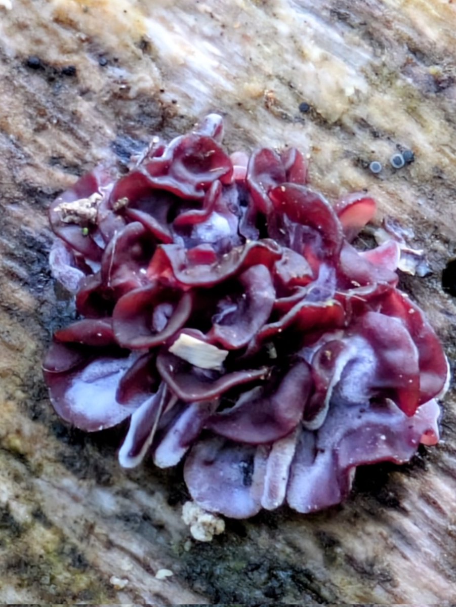 #FungiFriday  Purple Jellydisc (Ascocoryne species) found at Lancaster University.