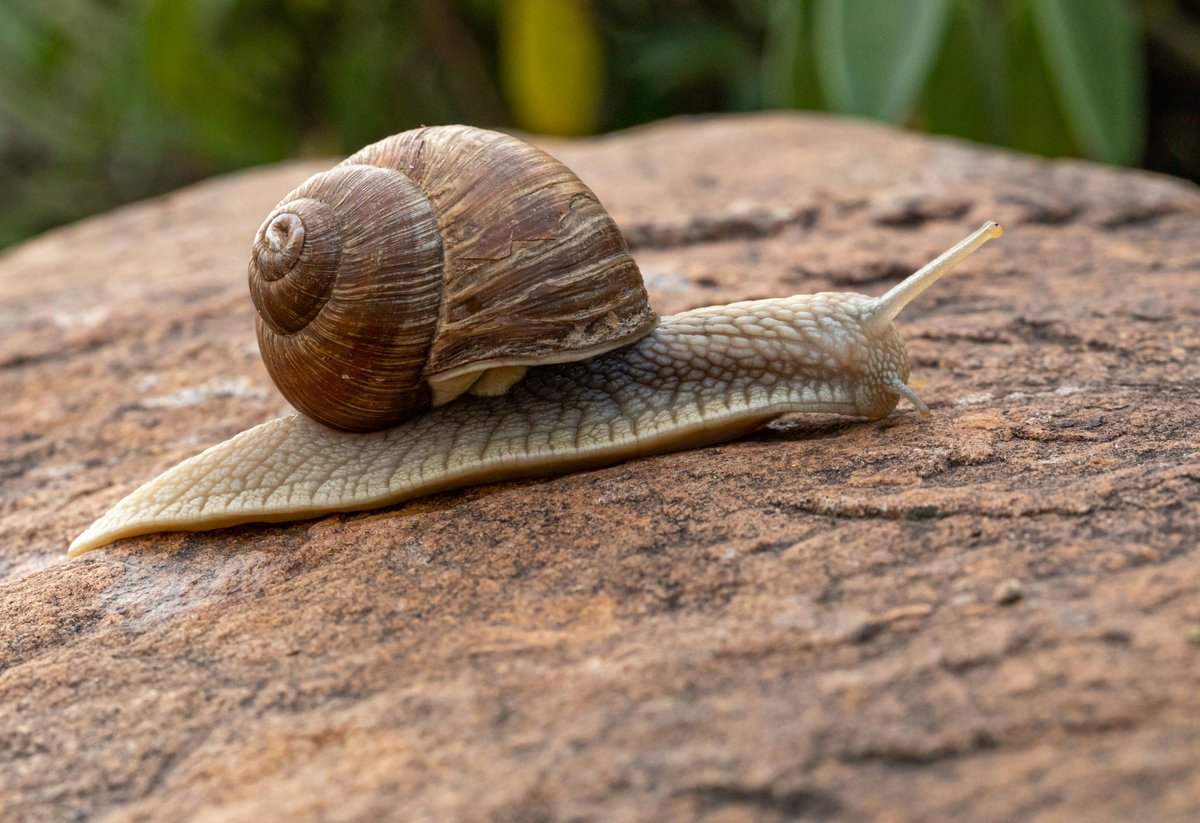 DZoneInc's tweet image. Slow queries? 🤔
Outdated table statistics might be the culprit.
Learn why they matter and see practical SQL Server examples 👉 dzone.com/articles/sql-s…

#SQLServer #Database #DBA
