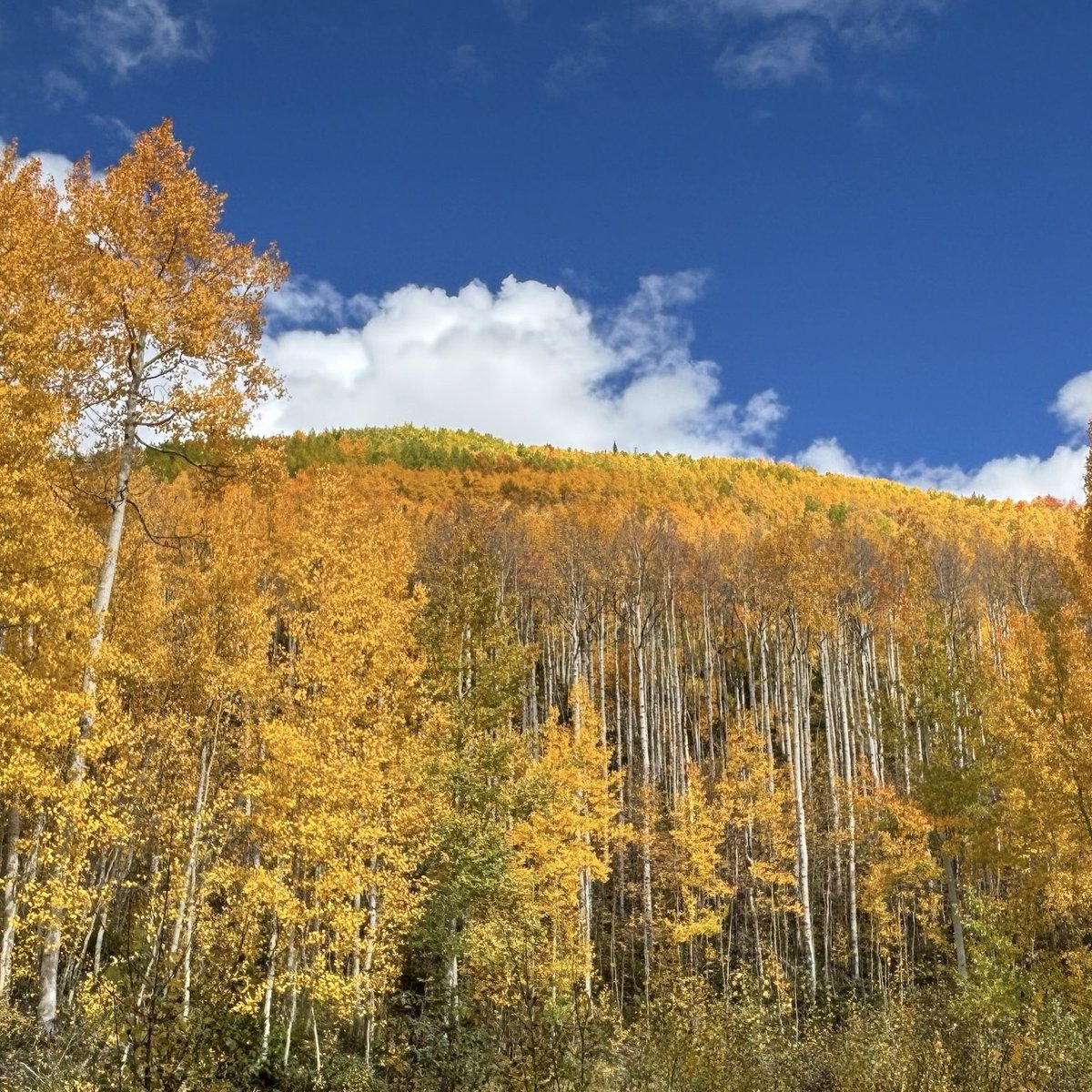 Lee Applbaum tweet media