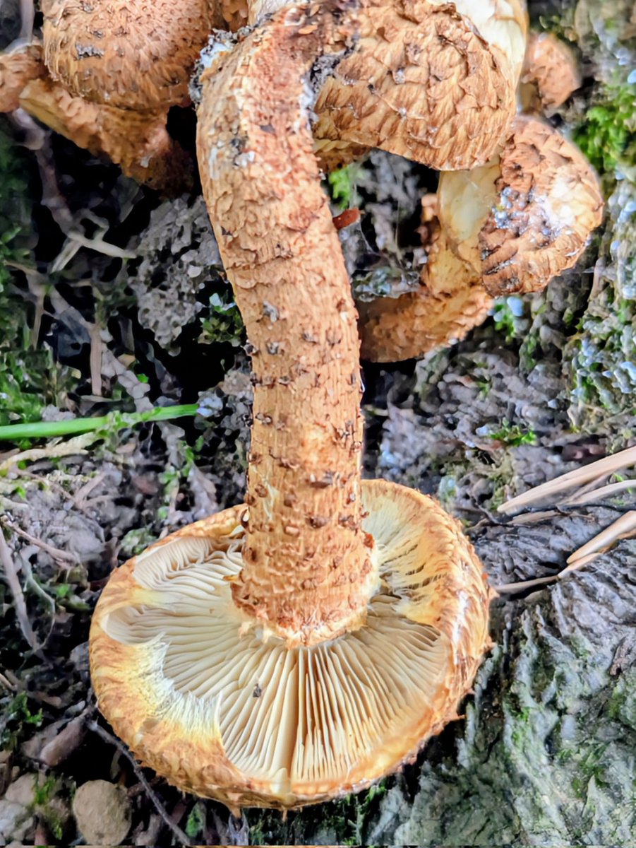 #FungiFriday Shaggy Scalycap (Pholiota gummosa) found in Scorton, N. Lancs.