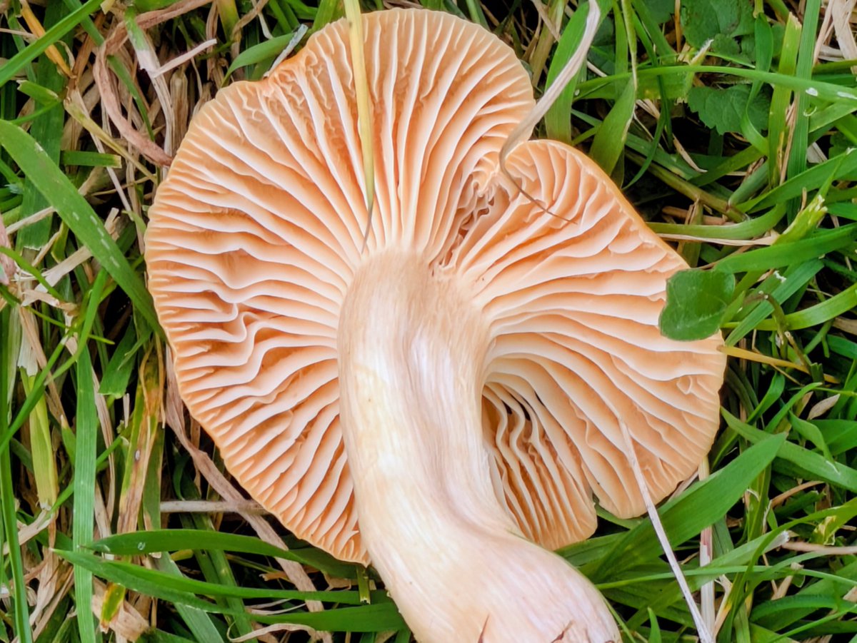 #FungiFriday Meadow Waxcaps (Cuphophyllus pratensis) seen near Rubble head. N. Yorks.