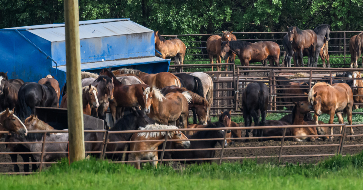 Canadians Bryan Adams and Liona Boyd Step Up for Animals
The musicians joined #HumaneWorldforAnimals in a call for better animal protection, including stopping the export of live horses for slaughter. #horses #animals #horsewelfare
horsesport.com/horse-news/can…