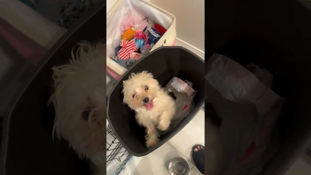 theBWV's tweet image. 🐾 My Mischievous Dog Was WAY Too Happy To Sneak Into The Trashcan: Why is she salsa dancing in there 🤣🙄💥 (Via - Natasha K.) Dog DogLife MessyDog fail ✨💕🐶Subscribe to The Scoop for our… dlvr.it/TNST14 #DogLovers #PetParents #FunnyDogs #PetVideos #DogAdventures