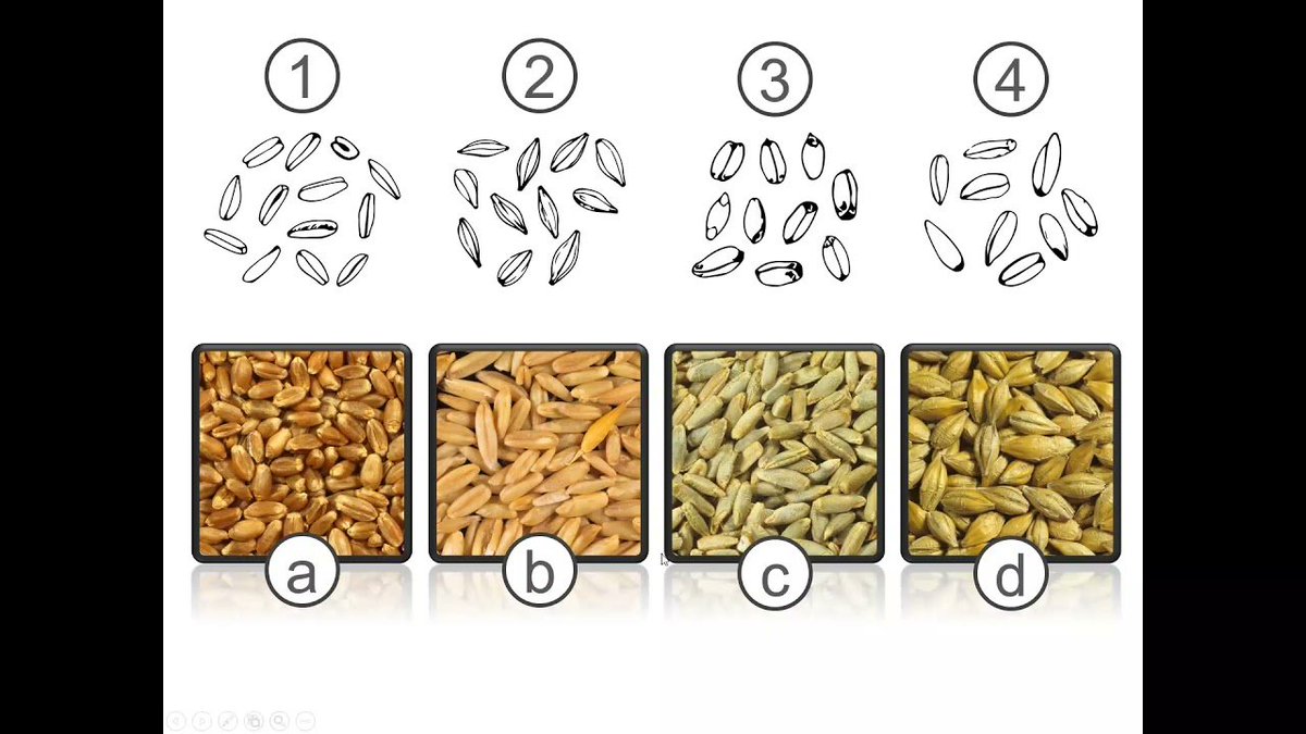Elinde bu buğdaylardan olan var mı?

Güney Bölgesi

Sert türler: Kıvrak, Gökala, Gökçe, Emece, Ece, Bolvadin, Kıbrıs, Kırık buğday, Çifte sıraKoca kılçık, Divrek, Kıbrıs Divriği, Tokmak, Şahman, Havran

Yumuşak türler: Silifke buğdayı, Bey buğdayı

Durum türleri: