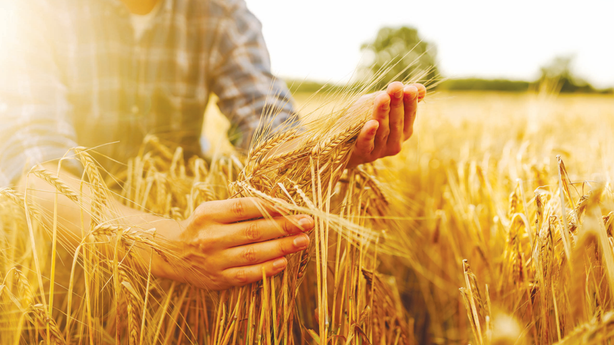 Elinde bu buğdaylardan olan var mı?

Doğu Anadolu Bölgesi

Sert türler:

Yumuşak türler: Köse, Kırık, Kılçıksız kırık, Generik, Yüzlük
Durum türleri: 

Compaktum/Sıkışık türler: Topik, Topbaş, Hevdik

Turgidum türleri:

Vulgare türleri:

#gerçekbuğday