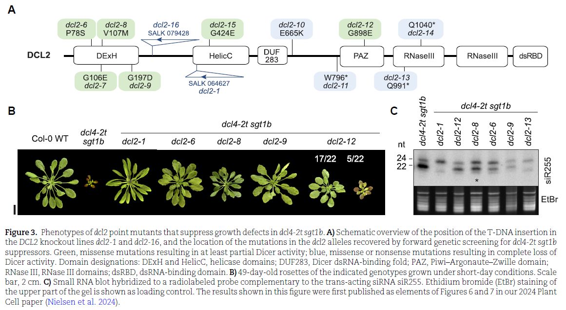 ThePlantCell's tweet image. LETTER TO THE EDITOR: Response to “The action of Arabidopsis DICER-LIKE2 in plant growth inhibition” (Carsten Poul Skou Nielsen, Laura Arribas-Hernández, Peter Brodersen) doi.org/10.1093/plcell… @ASPB #PlantSci