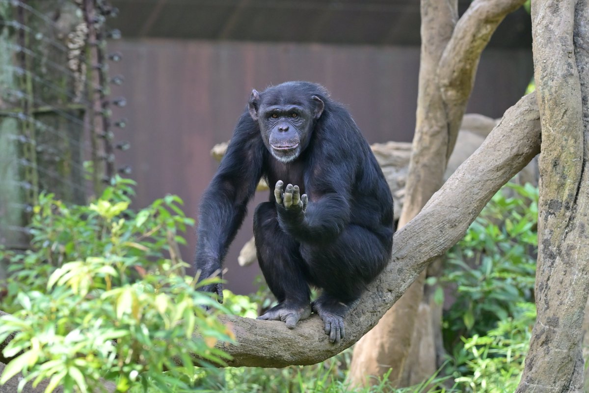 ⭐︎チンパンジー⭐︎ チンパンジー 34 | HANSA