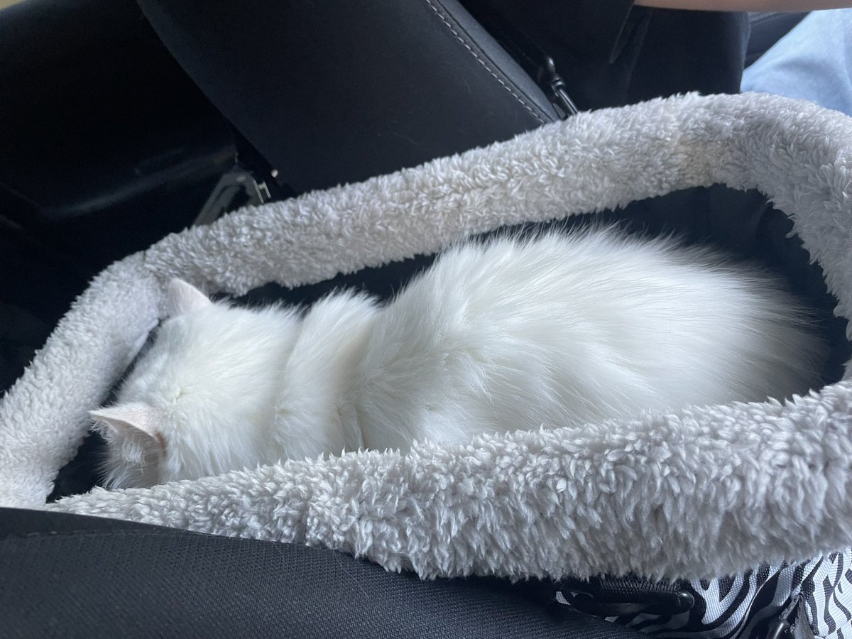 d1v1n3yay's tweet image. i love my car seat