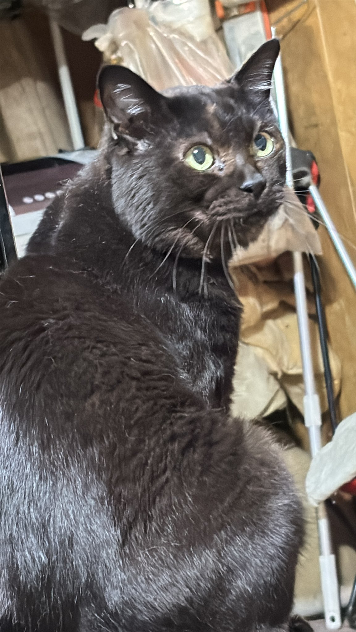 猫チキ！ Amazon.co.jp: コップのフチ系フィギュア ねこっぷち2 全6種 茶