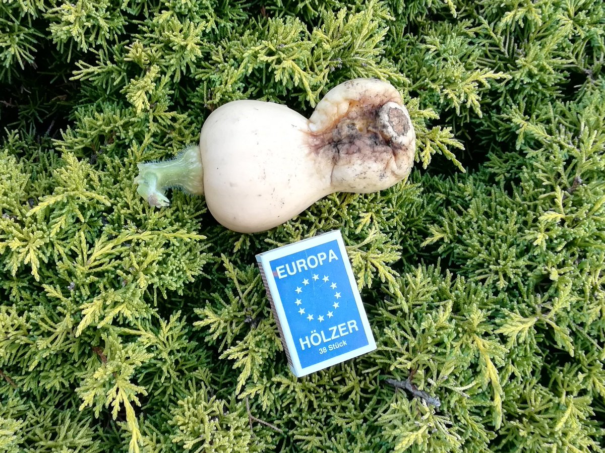 Ein Butternut. Der einzige. An 12 Pflanzen.