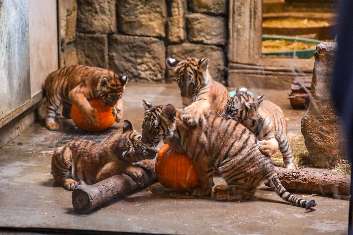 Tulsa Zoo tweet media