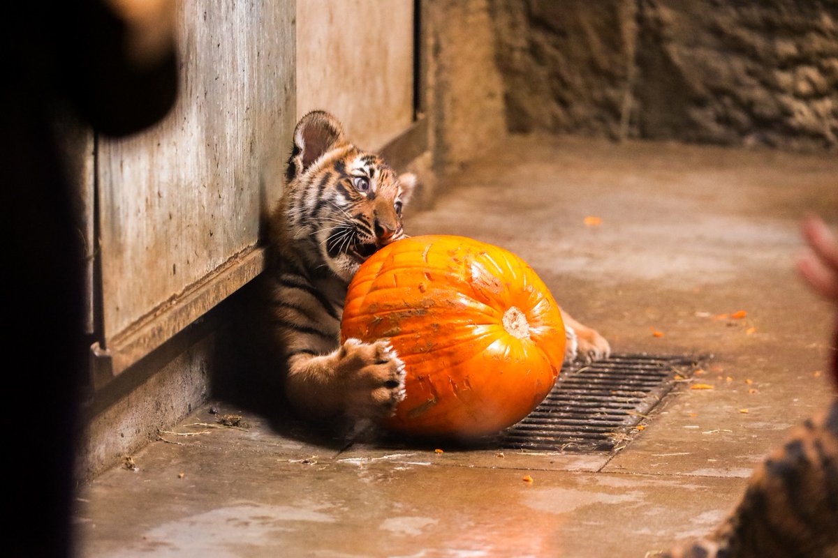 Tulsa Zoo tweet media