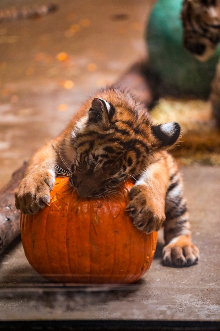 Tulsa Zoo tweet media