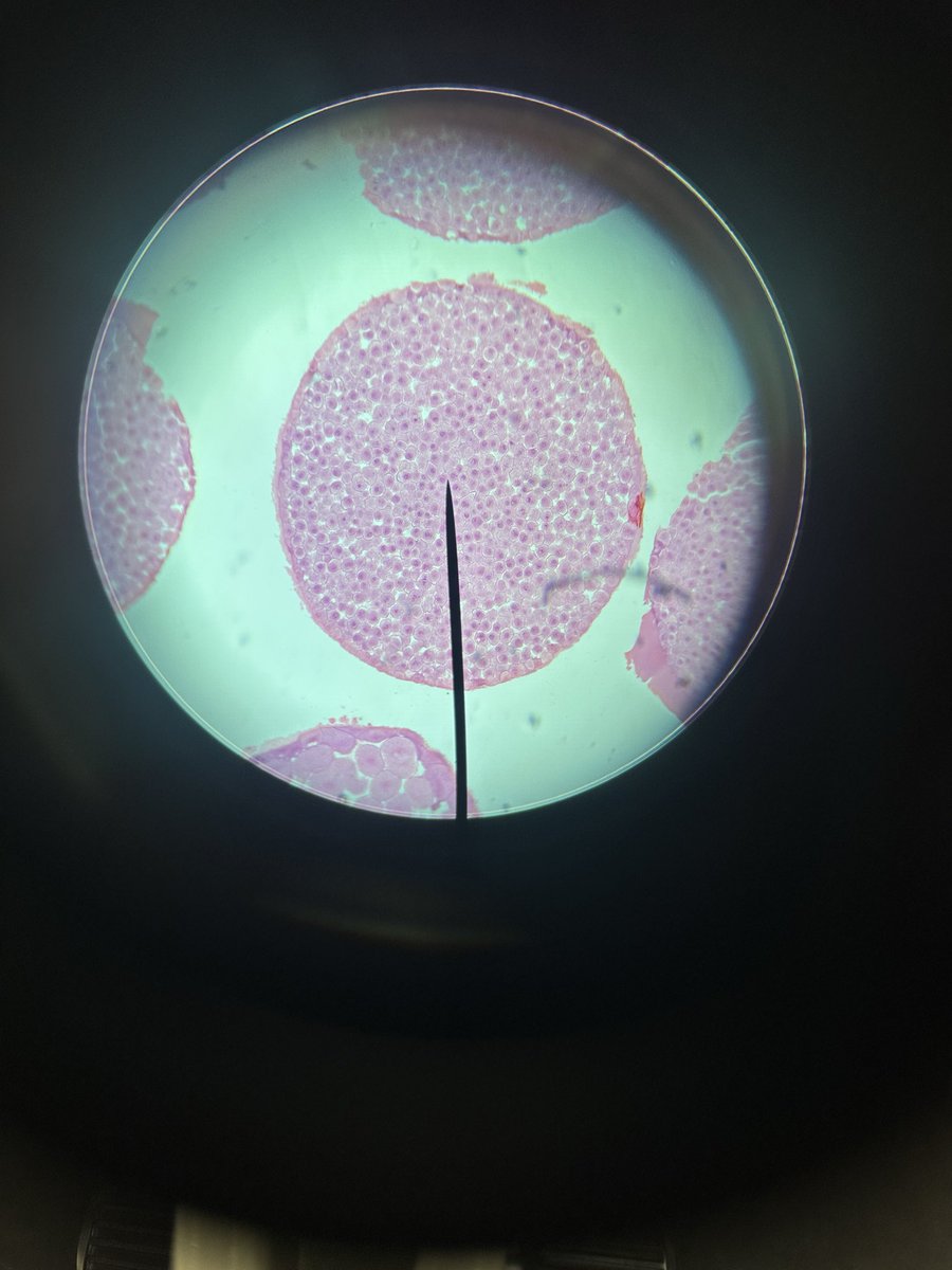 Mr. Hansmann tweet media