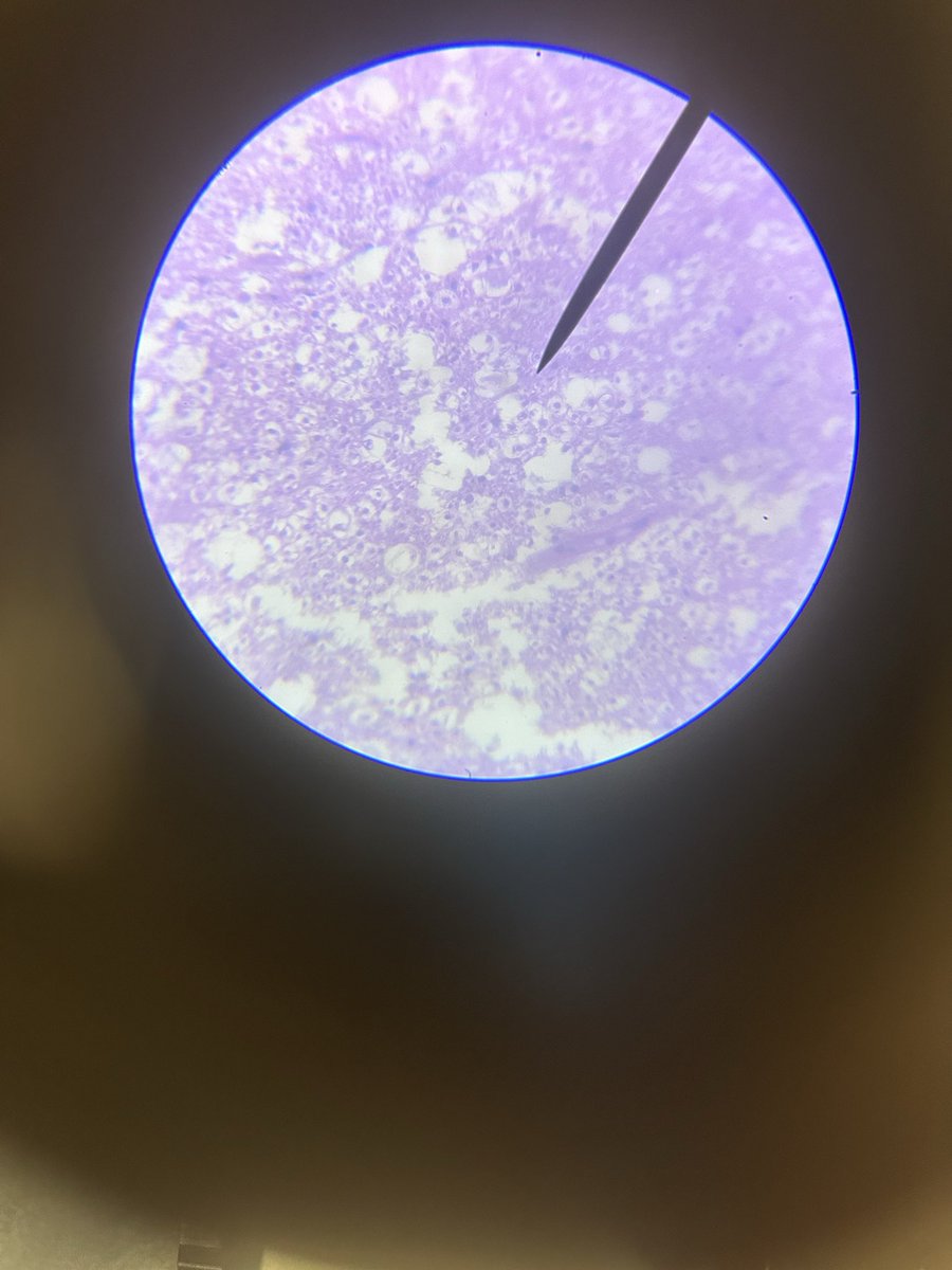 Mr. Hansmann tweet media