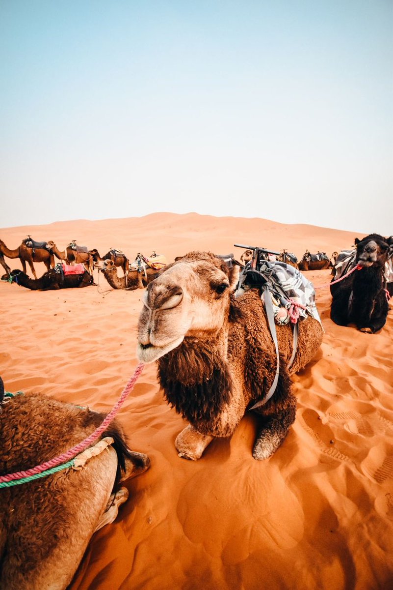 moroccovacatio1's tweet photo. Voir cet article sur WhatsApp : https://t.co/iwfIunVvRU
Description : 4-Days Desert Trip To Merzouga Sahara And Camel Ride From Marrakech : Discover The Desert Of Morocco During This 4 Days Desert Trip To Merzouga Sahara And Camel Ride, Explore The Desert Of Morocco, https://t.co/qKxphMoZuf