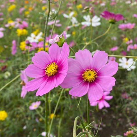 ひろみ 🦋 (@u90pVKxMdO9ffre) / Posts / X