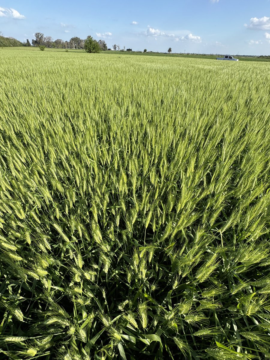 Uff 💚, Miravis triple 💪🏼🙌🏻 <a href="/Syngenta_ar/">Syngenta Argentina</a>