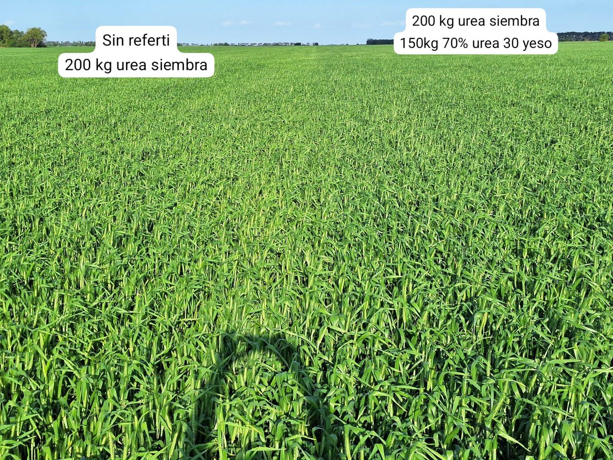 #trigo #fertilización buscando rinde y proteina