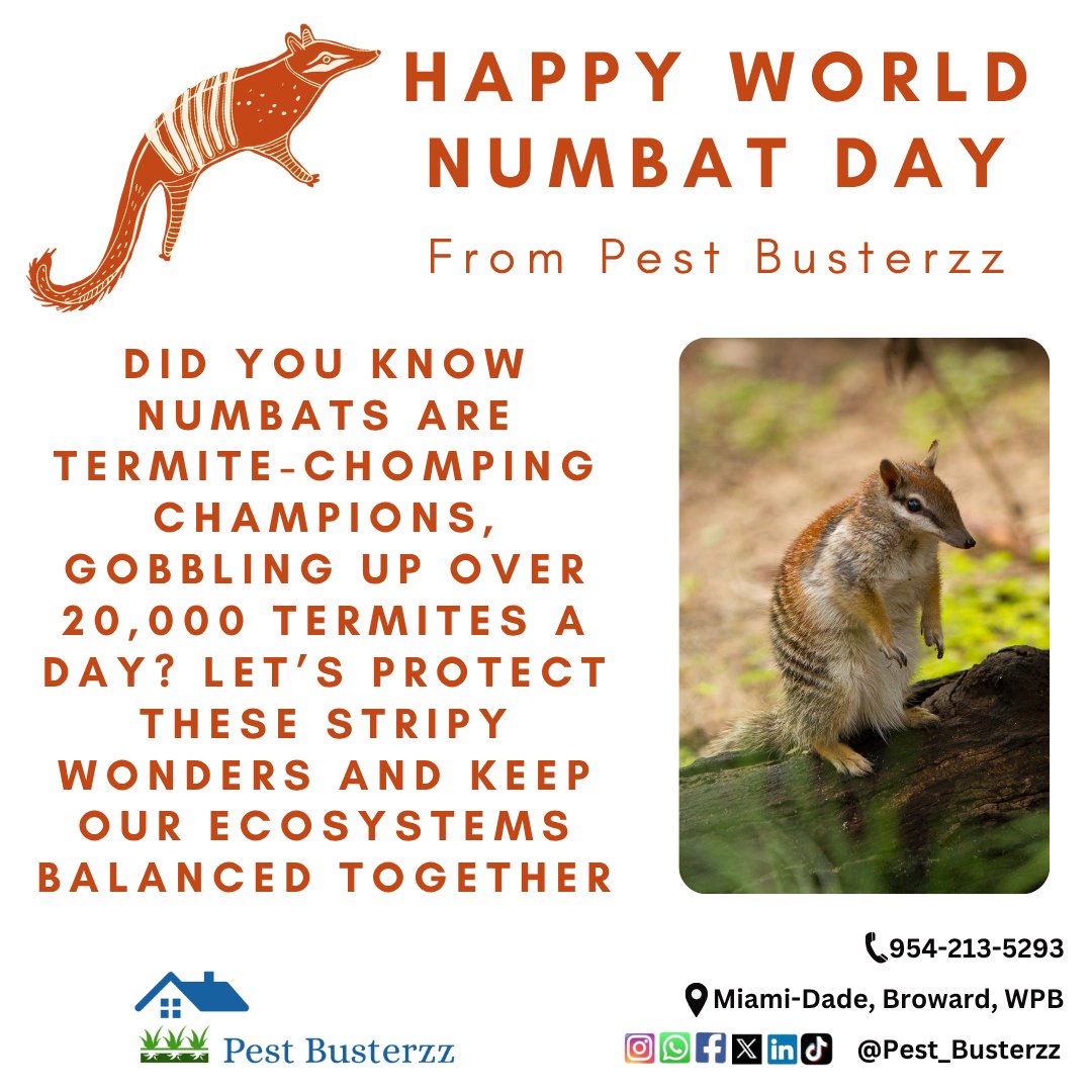 pest_busterzz's tweet image. Celebrating World Numbat Day with Pest Busterzz spotlighting nature’s pest control heroes and wishing everyone a pest-free day! #PestBusterzz #PestControl #OrganicPestControl pestbusterzz.com