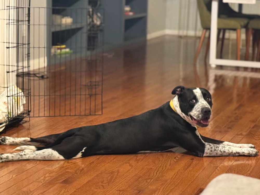 animalfndlv's tweet image. Introducing Crunchwrap: served with extra cuteness &amp;amp; a side of sploot! 🌮😍

All 68 lbs of him wants to be by your side all day.

Adopt Crunchwrap, &amp;amp; get a free training class led by certified professional dog trainers.

Email foster@animalfoundation.com to adopt. ID# A1379453