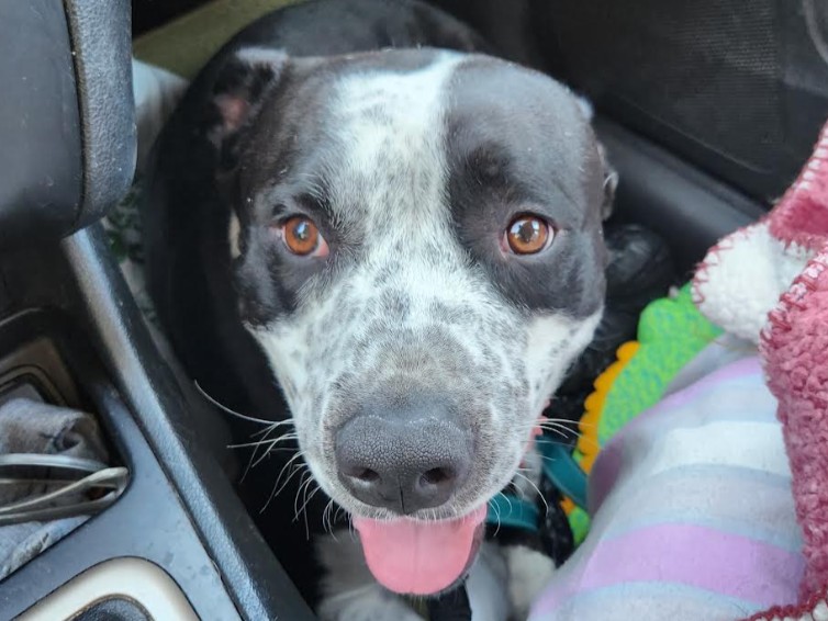animalfndlv's tweet image. Introducing Crunchwrap: served with extra cuteness &amp;amp; a side of sploot! 🌮😍

All 68 lbs of him wants to be by your side all day.

Adopt Crunchwrap, &amp;amp; get a free training class led by certified professional dog trainers.

Email foster@animalfoundation.com to adopt. ID# A1379453