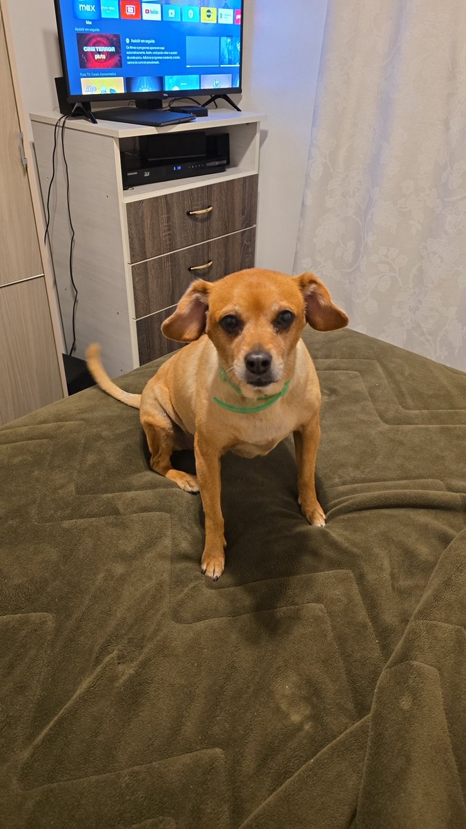 felipeoschio's tweet photo. @KlugeRodrigo @del_brunolima Foi o que aconteceu comigo. Tinha só uma, a dor foi tanta que, mesmo amando animais, eu não quero mais. Passados 6 meses eu ainda lembro dela todos os dias. https://t.co/YMRLCziBjZ