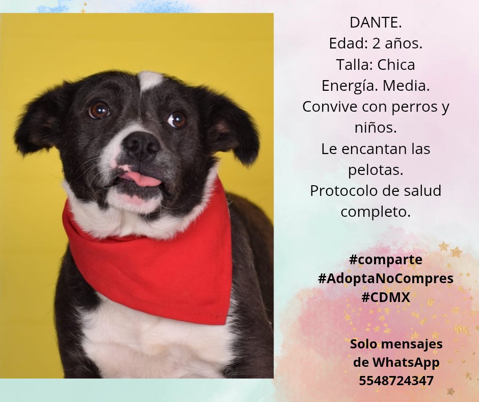 Dante 💓 super simpático 
Seguimos buscando una familia para el 
Ayúdale compartiendo. Por favor 
Puedes donarle un poquito de alimento? 
amazon.com.mx/hz/wishlist/ls…
