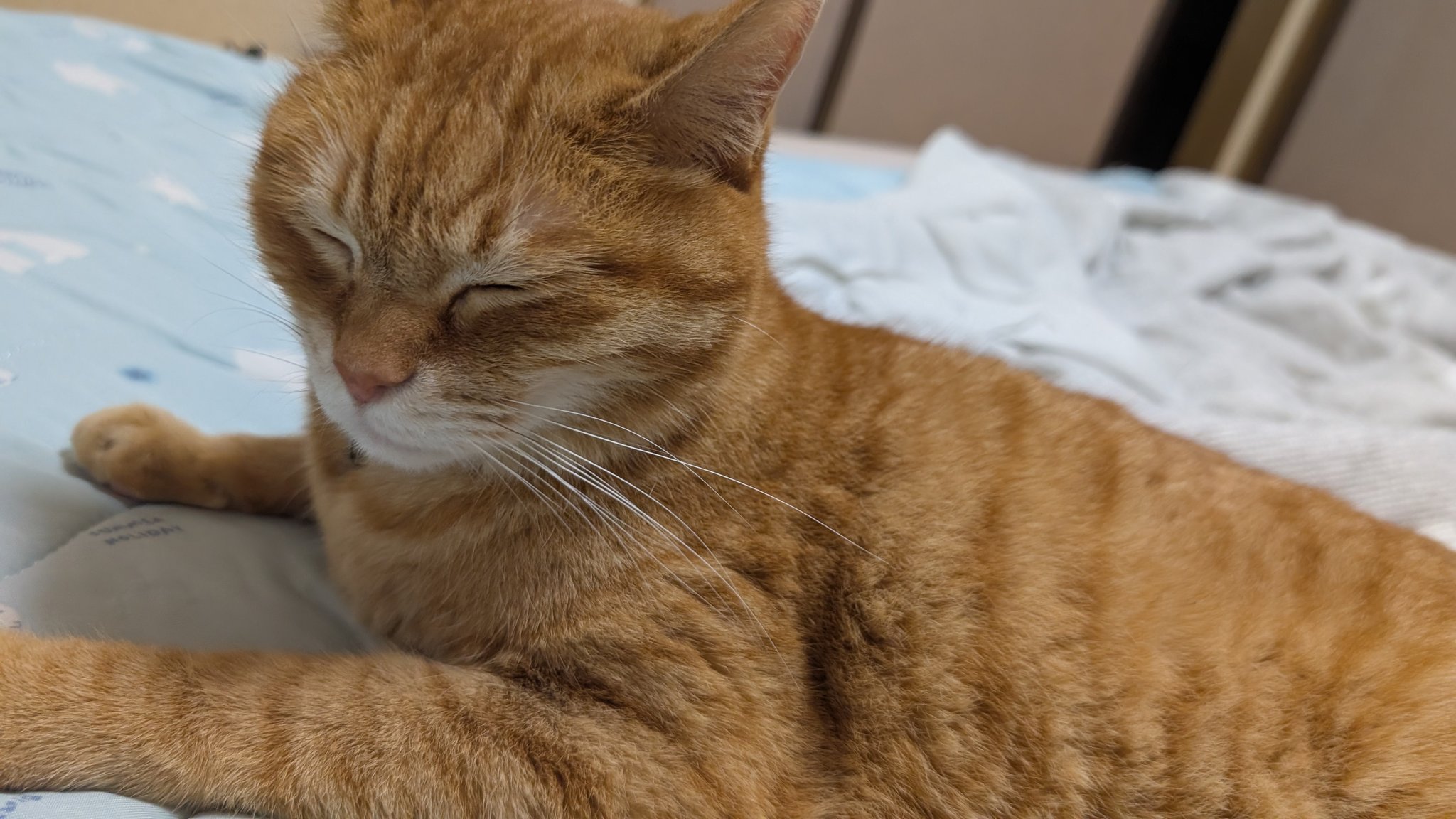 茶とら ちっこ (@ciciconan) / X