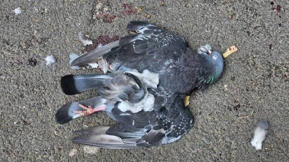 Pigeon down. 

I repeat. 

Pigeon down.