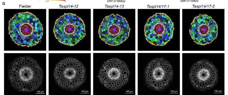 AnatomyArray: a high-throughput platform for anatomical phenotyping in plants (Yikeng Cheng, Jiawei Shi, Zhanghan Pang, Nuo Xu, et al) doi.org/10.1093/plcell… <a href="/ASPB/">ASPB</a> #PlantSci