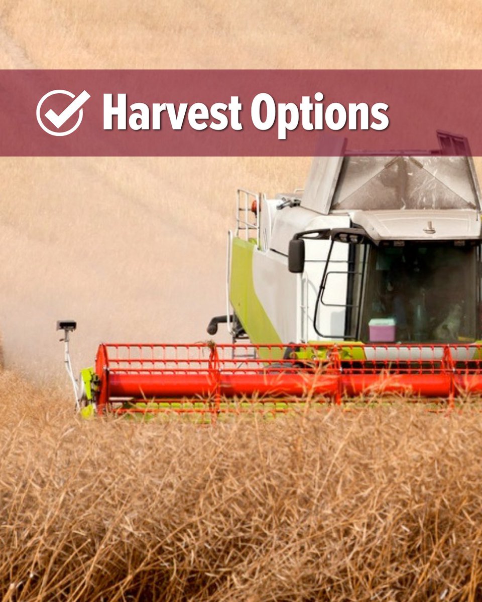 Core Ag Inputs- Warner Ltd (@coreag_warner) on Twitter photo Yields don’t mean much if disease takes the field… or if pods shatter and seeds hit the ground before the combine does.
That’s why Brevant® seeds backs you up where it counts. Contact our team to learn more about Brevant seeds canola hybrids.
<a href="/BrevantSeedsCA/">Brevant seeds Canada</a> Yields don’t mean much if disease takes the field… or if pods shatter and seeds hit the ground before the combine does.
That’s why Brevant® seeds backs you up where it counts. Contact our team to learn more about Brevant seeds canola hybrids.
<a href="/BrevantSeedsCA/">Brevant seeds Canada</a>