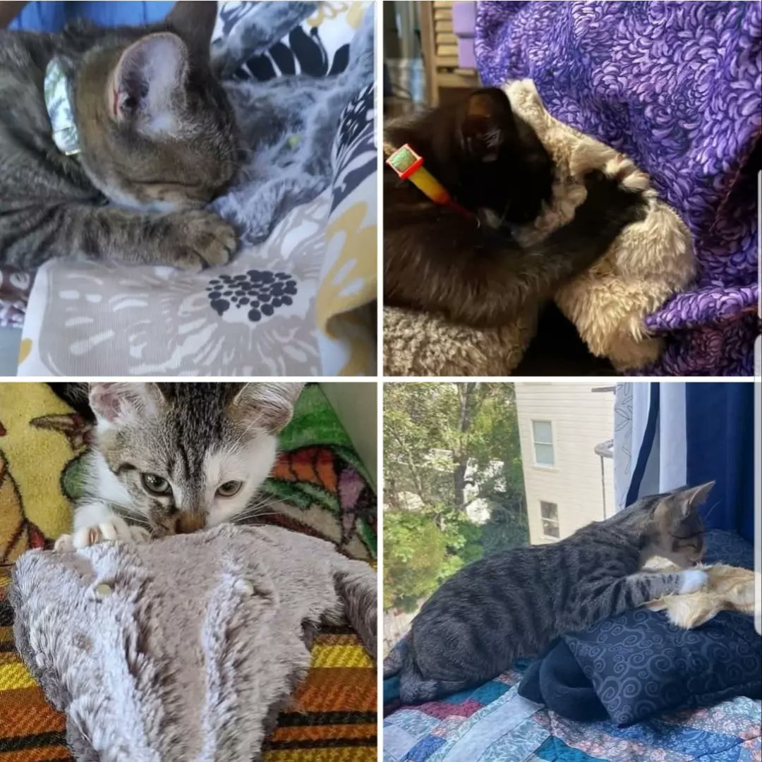 Catsifier™️ - The Cat Pacifier 🍼🐈 tweet media