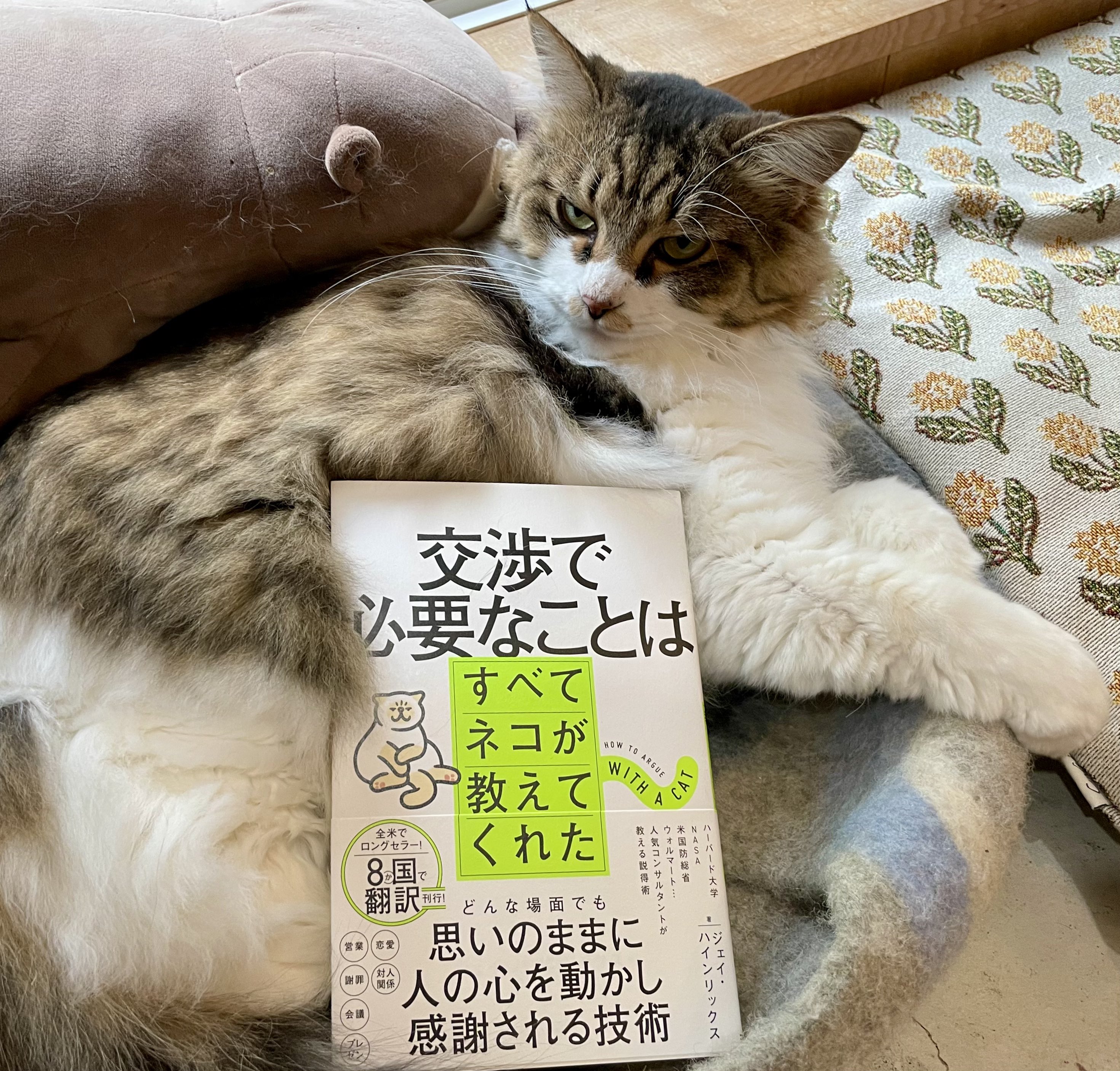 みゃうさん専用　11本 みゃうさん専用 11本 ネコ好きためのご褒美ギフト「un deux MIAOU」