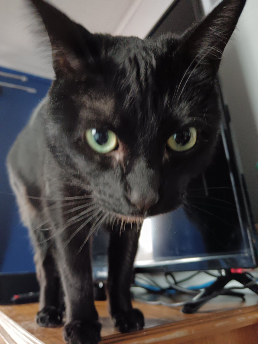 Ya estoy en directo gatos!!