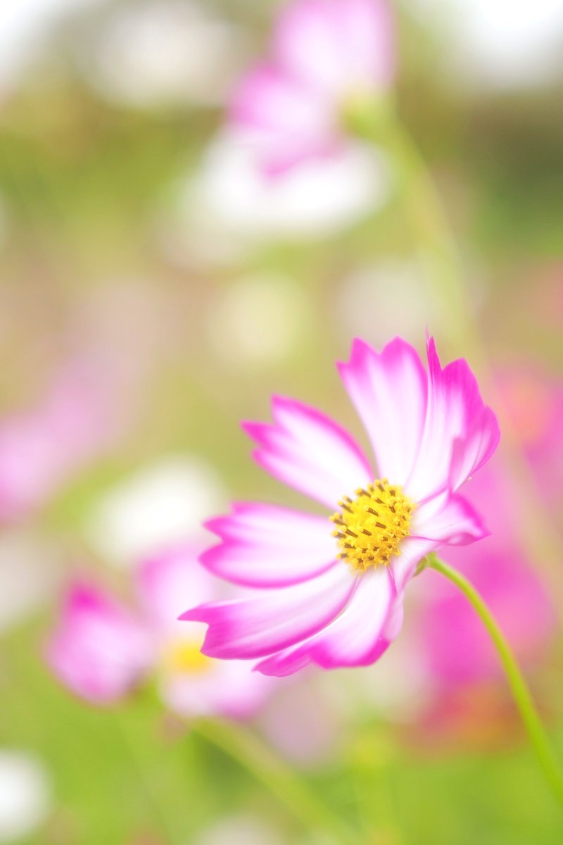 rog_flow's tweet image. おはようございます