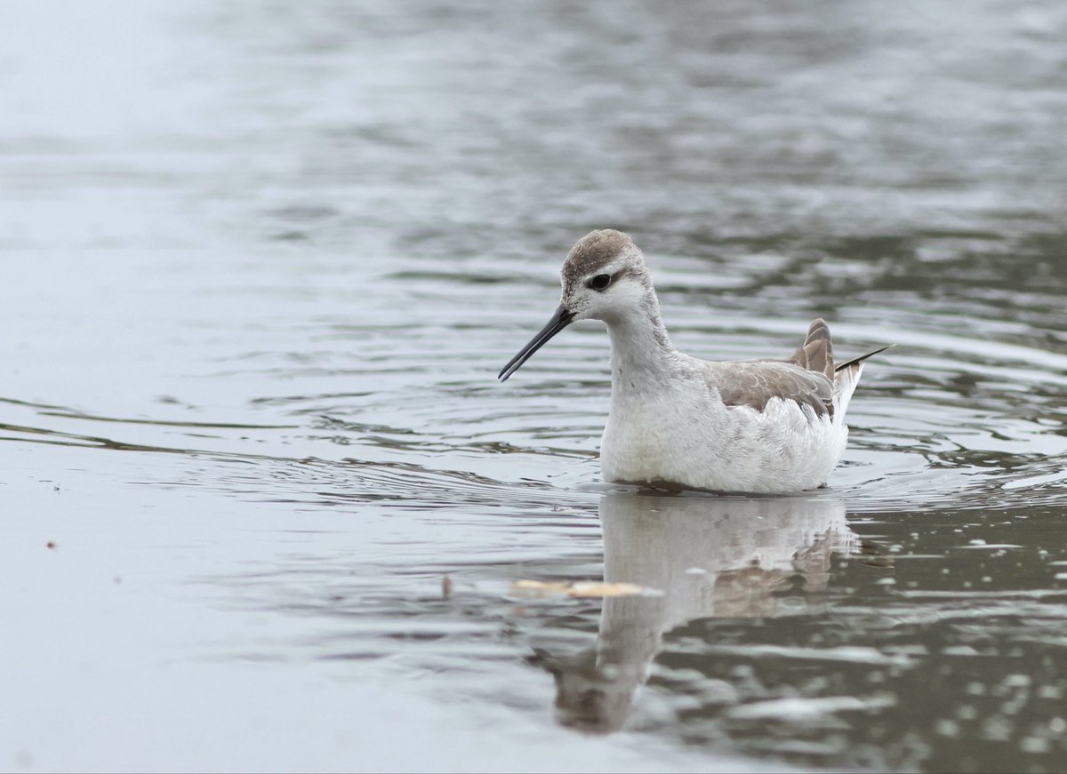 Arlington Reservoir tweet media